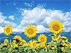 Вечеринки 24 и 25 июня