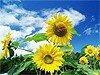 Вечеринки 7 и 8 июня